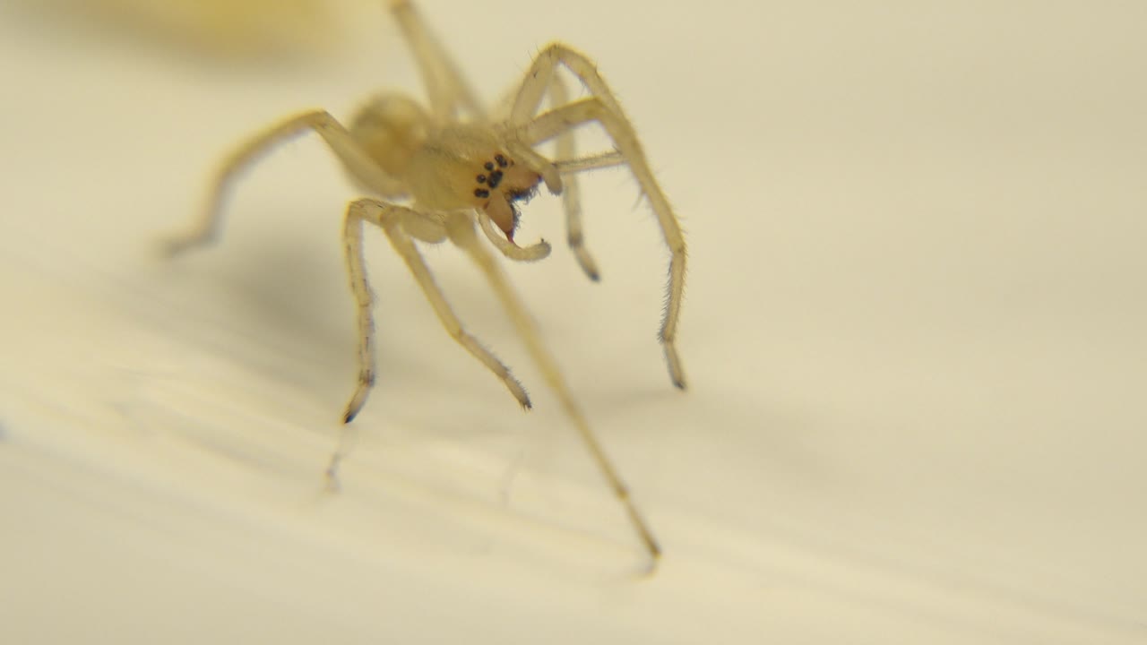 At two seconds, the spider appears slightly farther right in the crop, with its front legs lifted and the cream background heavily blurred, with no visible people.