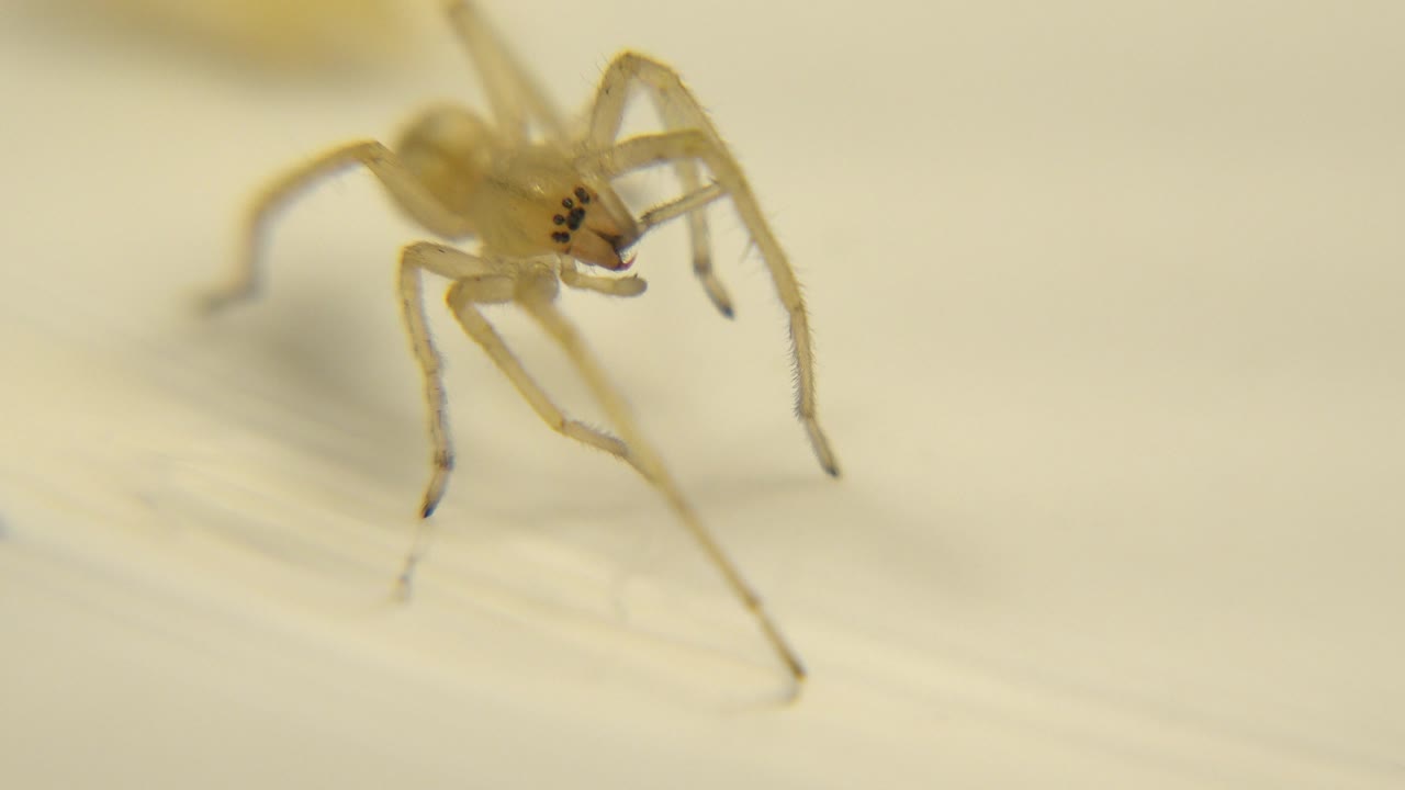 Close spider detail on light surface.