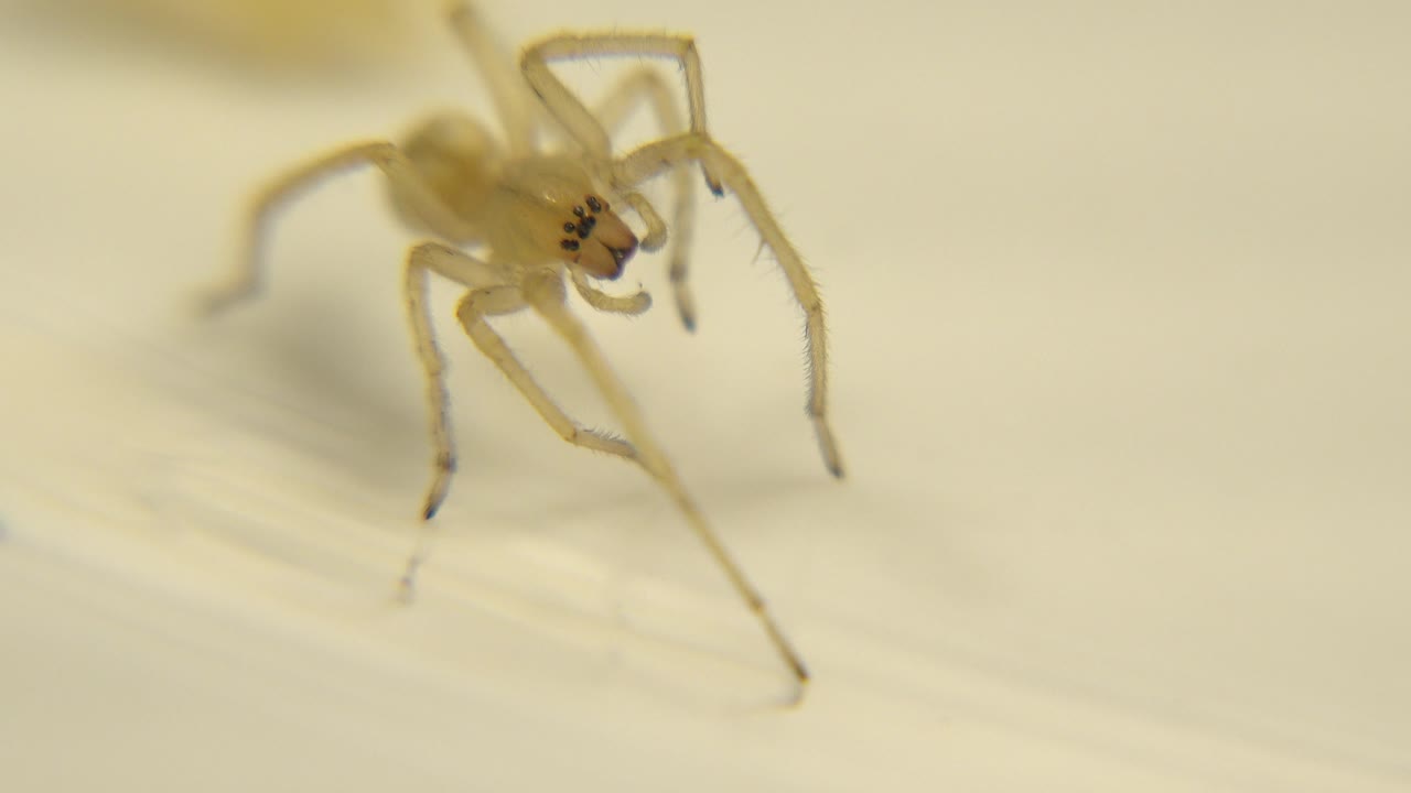 Pale yellow spider stands near the upper left of a light wooden surface, with long legs in shallow focus and no visible people.