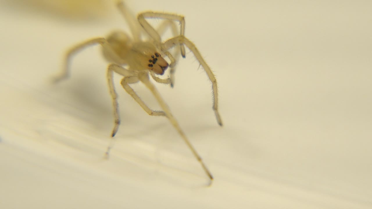 The spider remains on the pale wooden surface, centered higher in frame with a blurred background and no visible people.