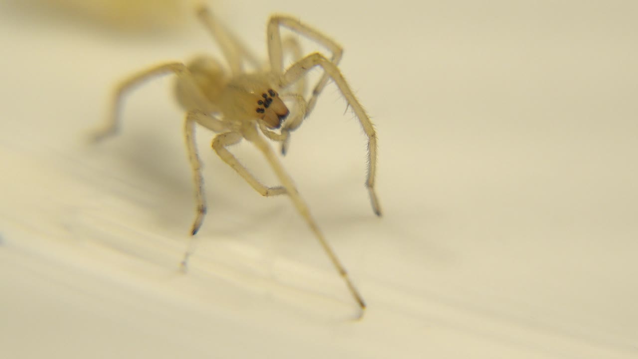 The spider remains in a tight close view on the cream-colored surface, with its front legs raised and no visible people.
