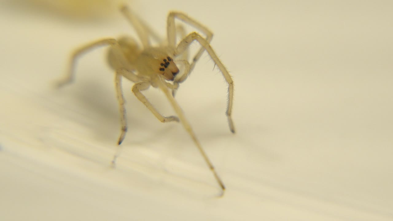 A translucent yellow spider is centered high in the frame on a softly lit surface, with the background blurred and no visible people.