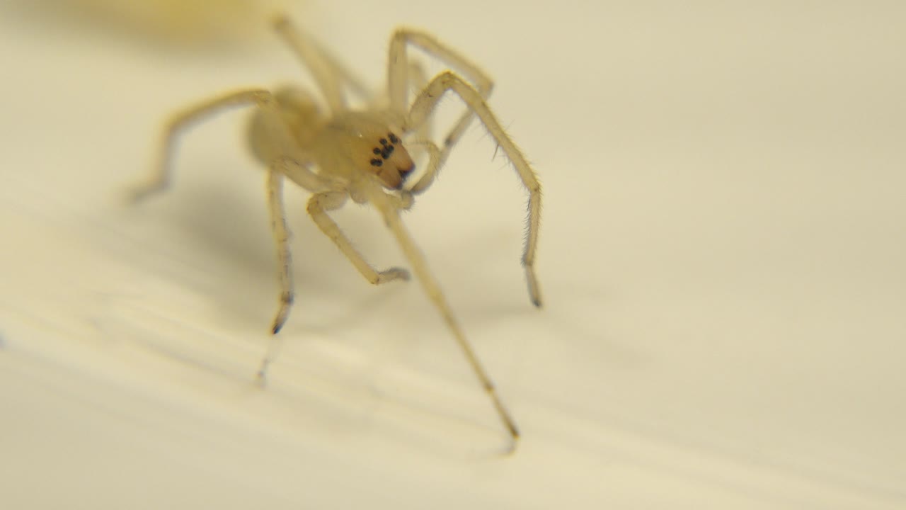 Pale spider standing still in shallow focus