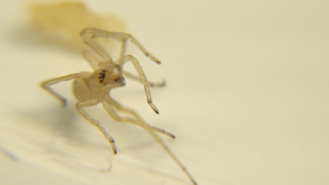 The bug remains low on the white surface with its legs spread outward and a shallow-focus yellowish blur behind it, with no visible people.