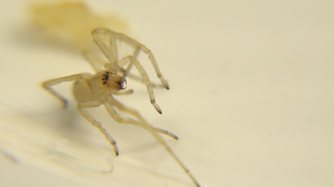 The translucent bug appears slightly lower in the frame on the smooth white surface, with faint shadows and a creamy out-of-focus background, with no visible people.