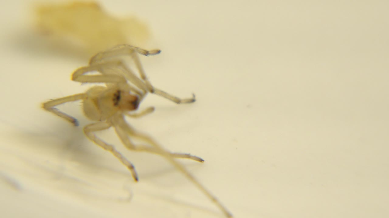 Pale eight-legged insect seen in a shallow-focus yellow close-up, with translucent legs spread around the body and no visible people.