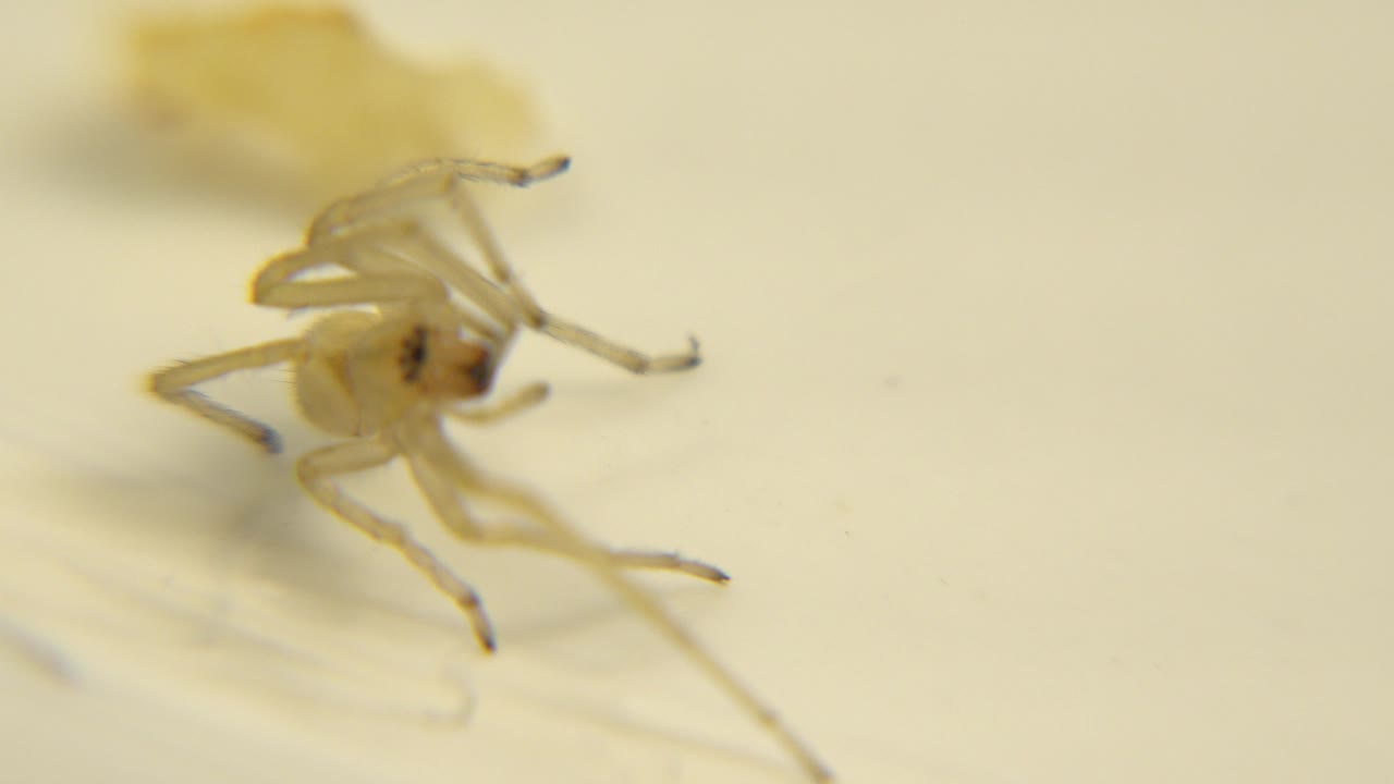 The insect remains centered in the yellow macro frame, with several legs bent upward near the mouth area and no visible people.
