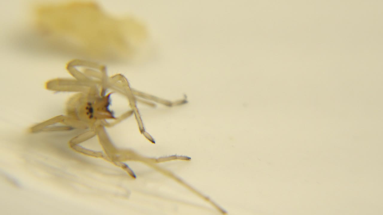 The pale insect appears slightly more angled in the frame, with one front leg extended outward and the yellow background still soft, with no visible people.