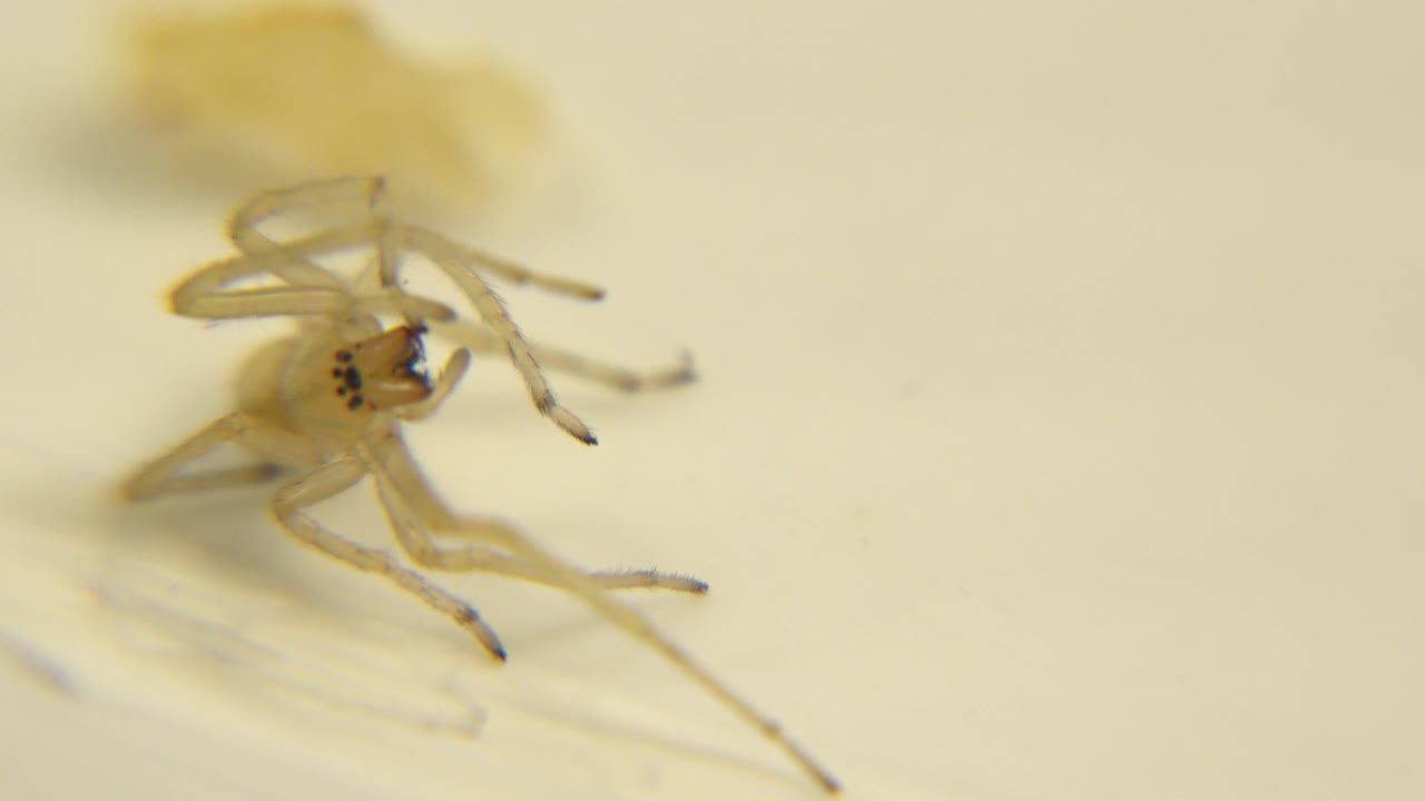 The close-up holds on the insect with dark markings near the mouth more visible, several legs crossing the body, and no visible people.