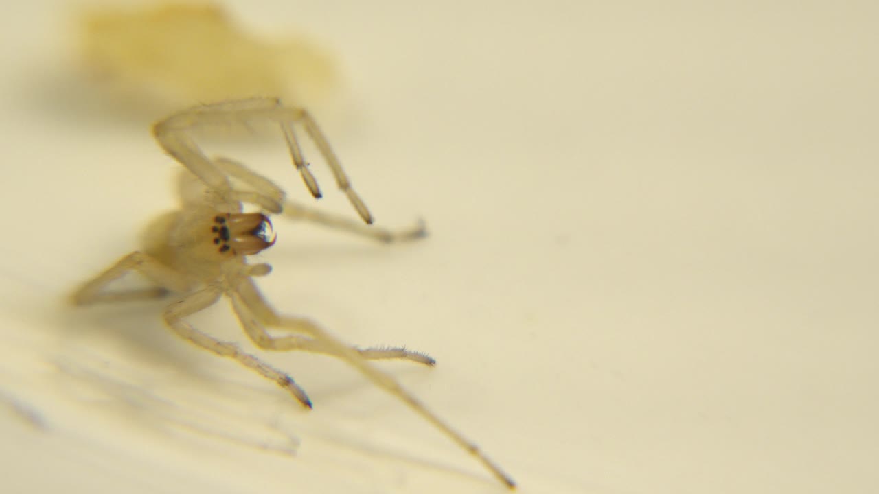 Pale yellow spider in shallow focus on a cream surface, with legs spread and no visible people.
