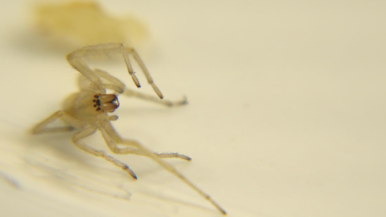 Close view of the pale spider with its front legs lifted near its body and the cream background softly blurred, no visible people.