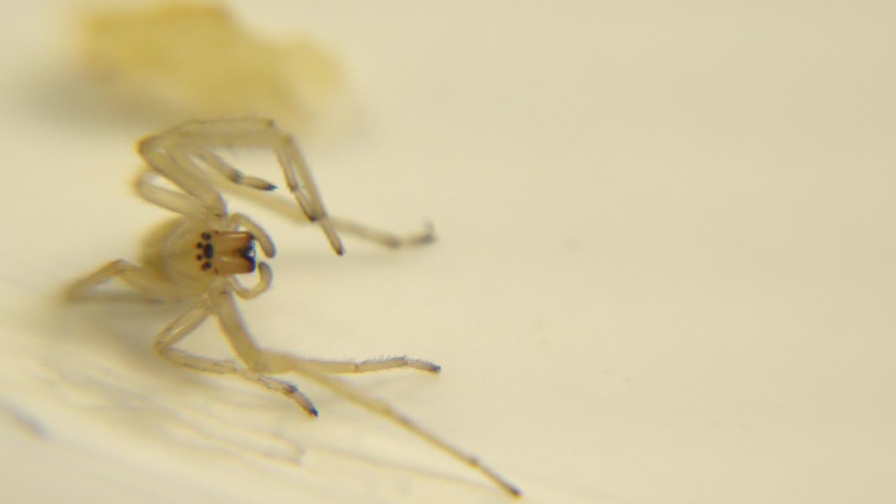 Pale spider remains low in the frame with dark eye markings visible and a yellow blur behind it, no visible people.