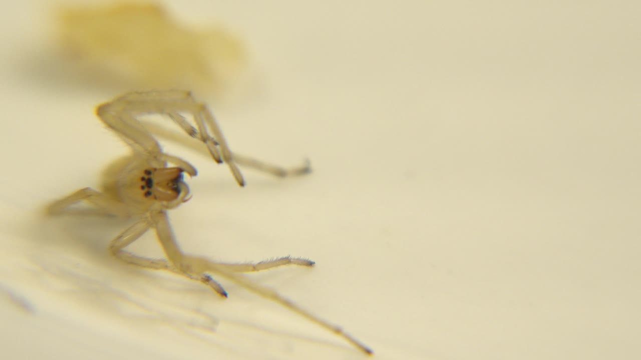 Macro frame of the pale spider with one long leg extending across the cream surface and the rest of the body softly lit, no visible people.