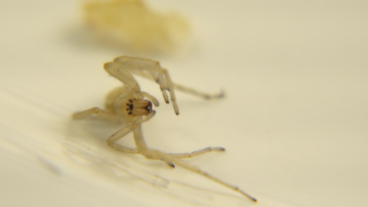 At 0:00, a light brown spider appears in close microscopic view with its head, front legs, and fang area partly sharp against a cream background, with no visible people.