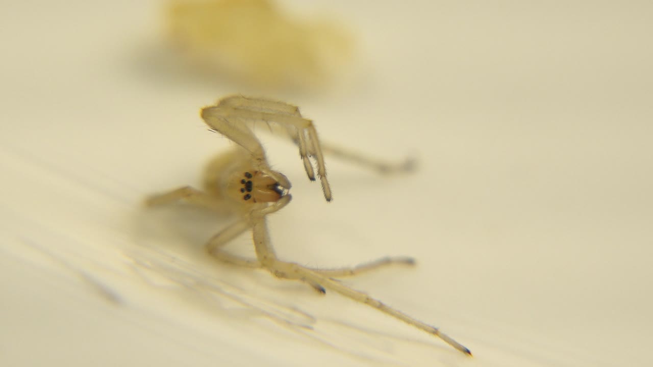At 0:02, the spider's head and raised front legs are visible in shallow focus while the rear body area stays blurred against the warm cream background, with no visible people.