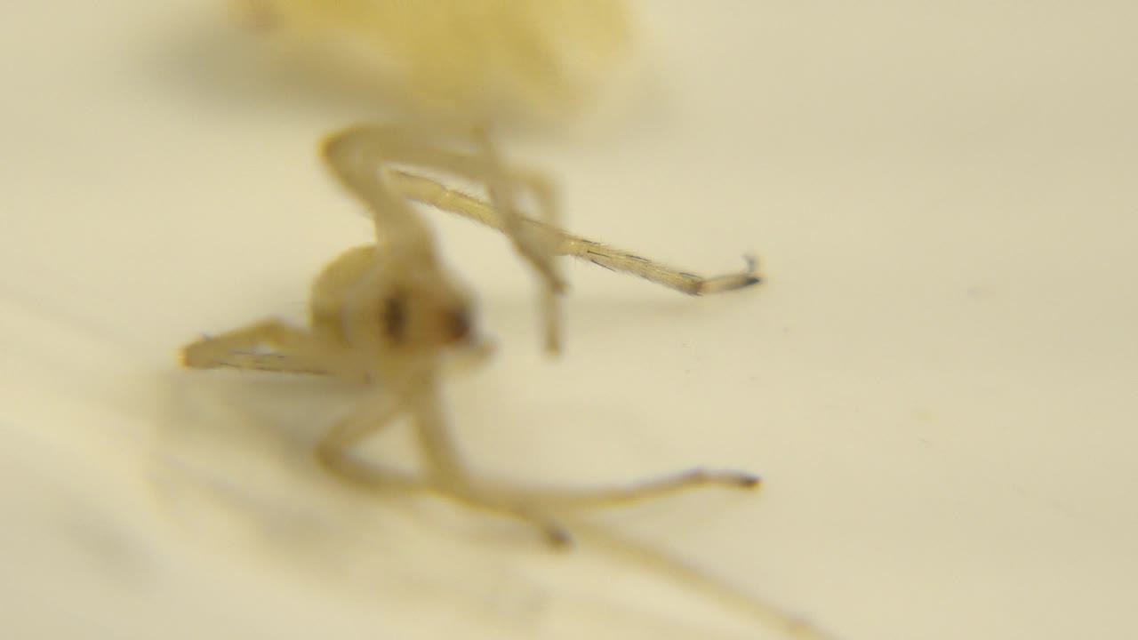 Soft-focused spider close-up with legs crossing the foreground.