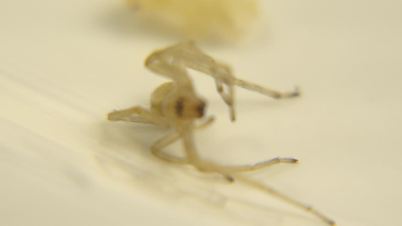 A tiny pale spider appears soft in focus on a cream-white surface, angled across the frame with no visible people.