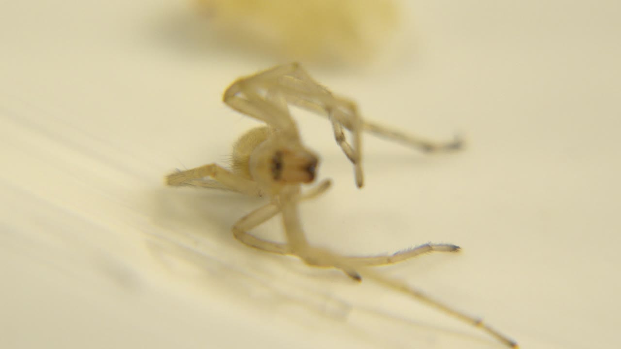 The spider remains in a slanted pose, with its body and front legs blurred slightly against the warm cream background and no visible people.