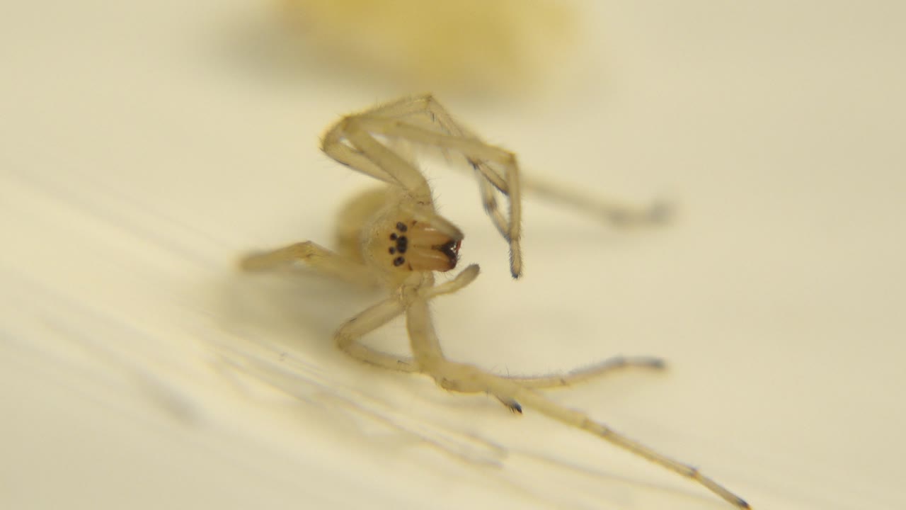 The spider's dark eye spots become clearer while its pale legs stretch across the cream surface, with no visible people.