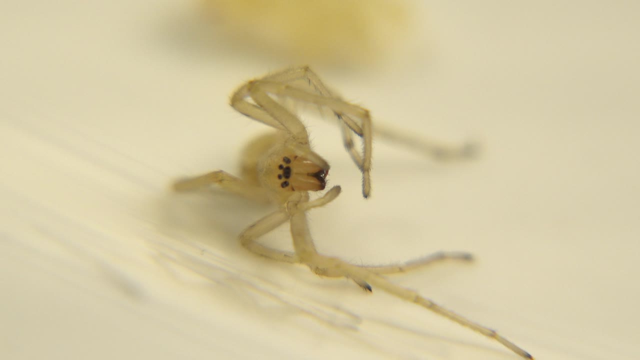 The spider faces more directly toward the camera, showing clustered dark eye spots and curved front appendages, with no visible people.
