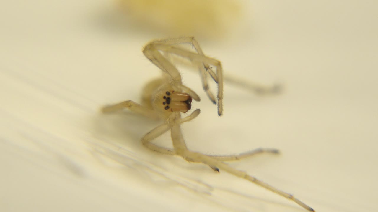 A pale spider appears near the left side of a cream-white surface, with translucent legs and dark eye markings visible, and no visible people.