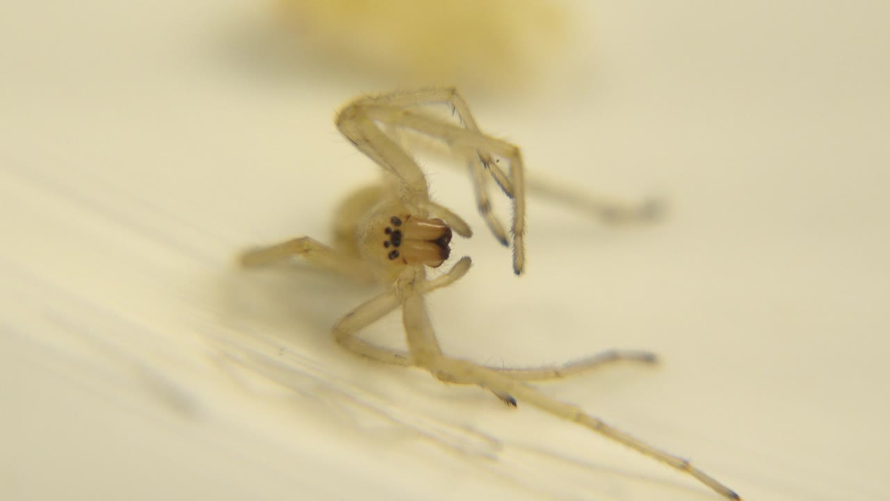 The spider remains centered in the shallow-focus frame, with raised front legs and a long leg extending across the pale surface, and no visible people.