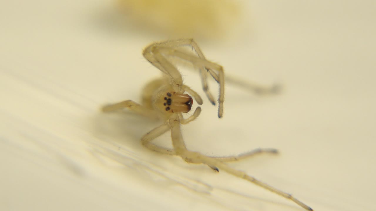Spider body and legs seen in a soft close-up.