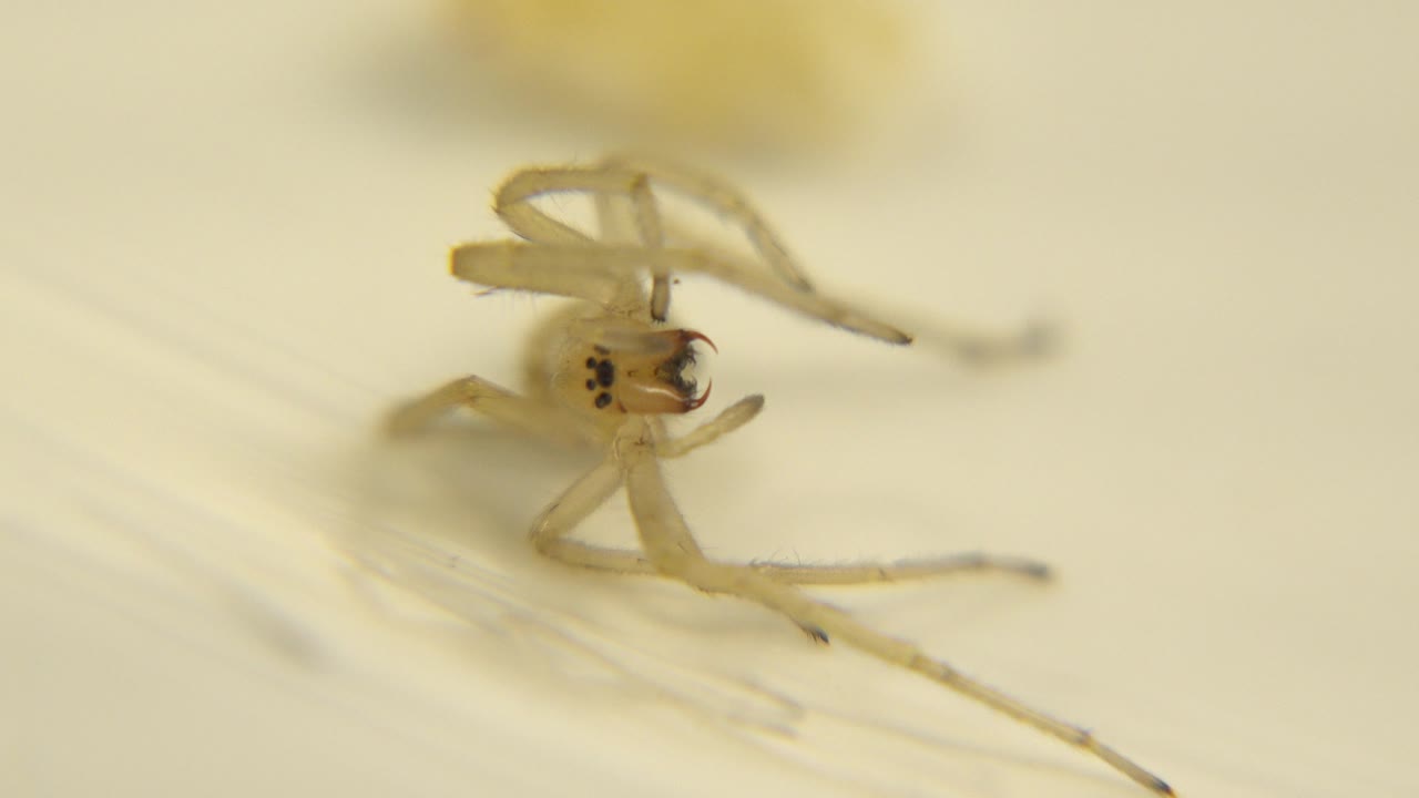 Small translucent white bug facing the camera on a pale cream surface, with several thin legs visible and no visible people.