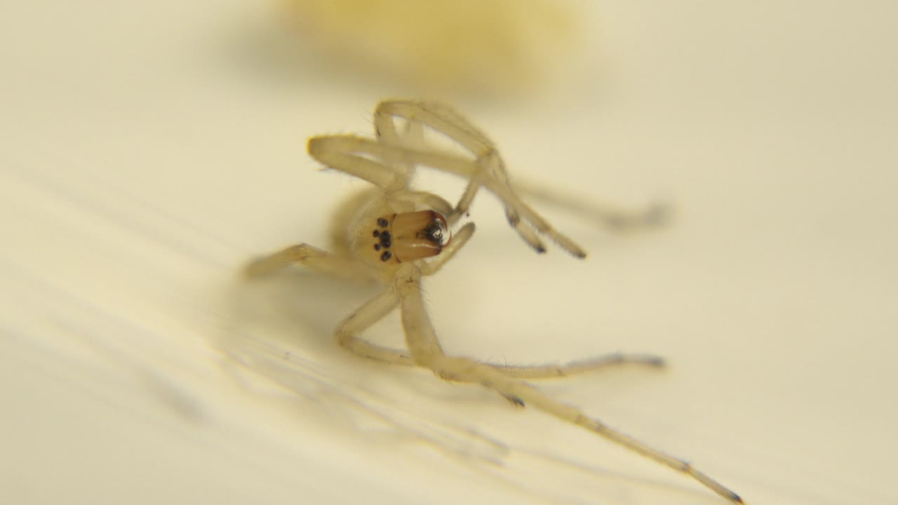Pale bug raising its legs in close-up