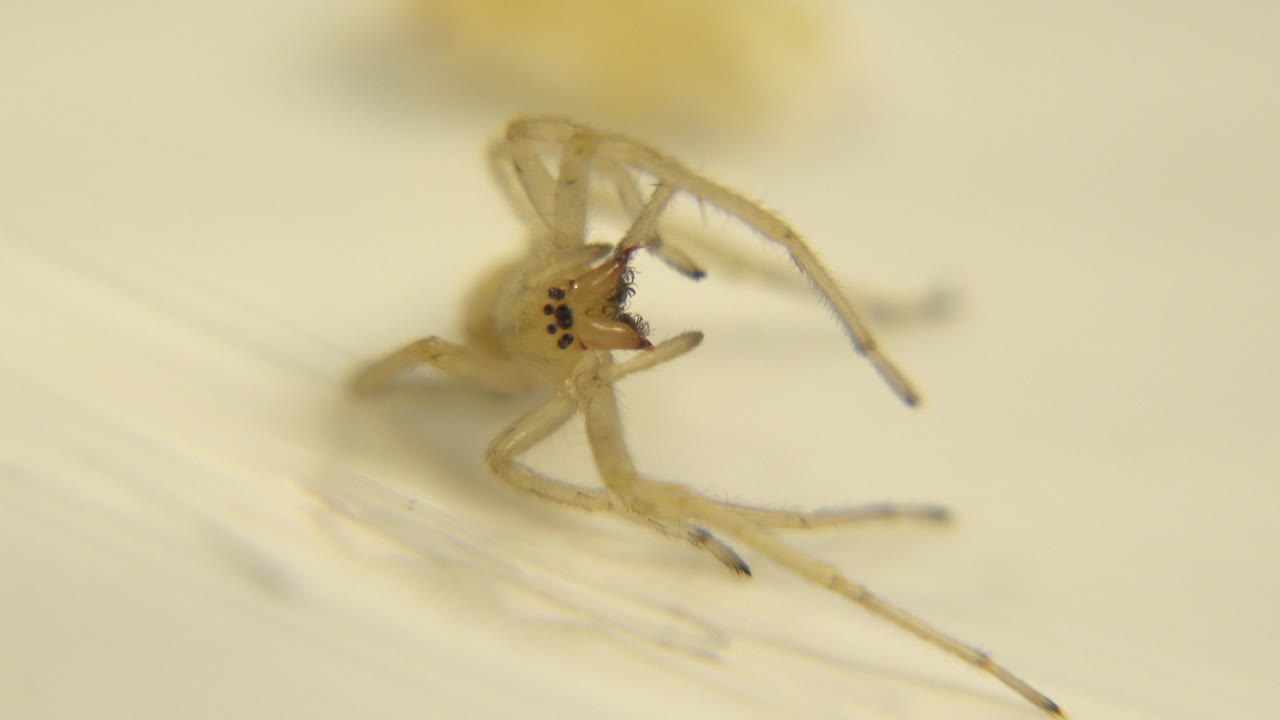 Pale albino spider rests on its side in a shallow-focus close-up, with translucent legs spread across a beige surface and no visible people.