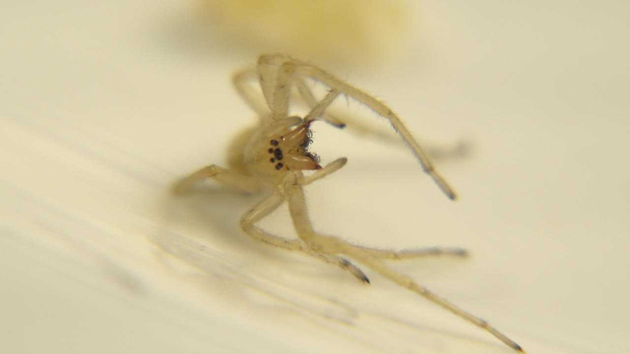 Albino spider close-up with a leg near its mouthparts.