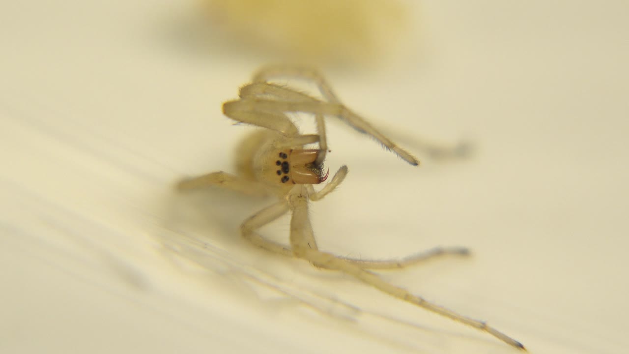 A pale white multi-legged bug fills the center of the frame on a warm cream surface, with thin legs stretching outward and no visible people.