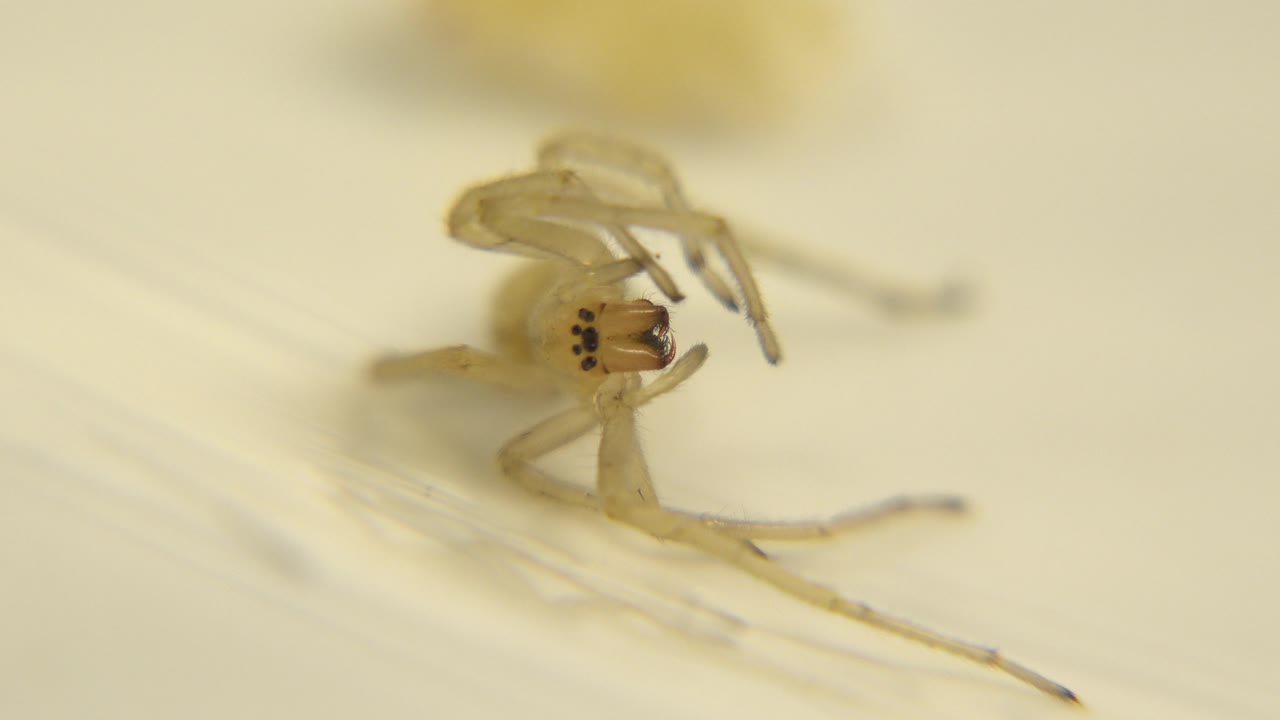 Small pale bug moving across a light surface