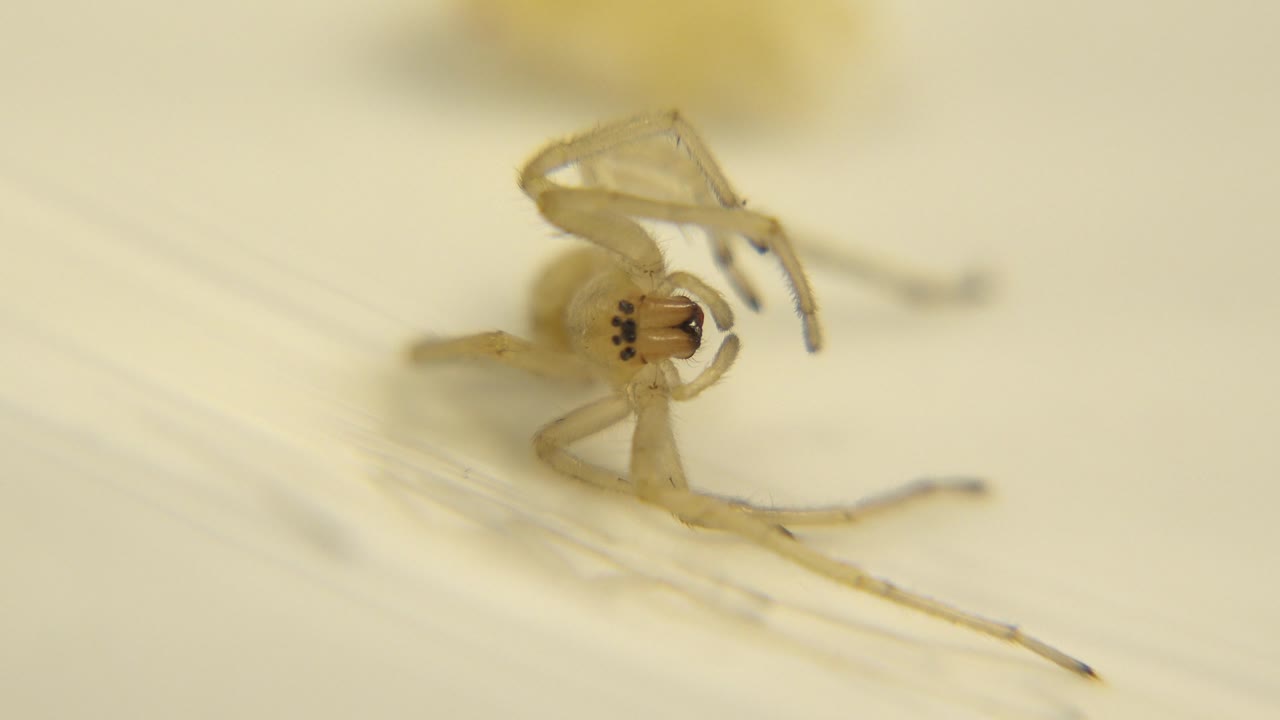A dead pale spider with translucent legs rests on the light surface while the background remains warm and blurred, with no visible people.