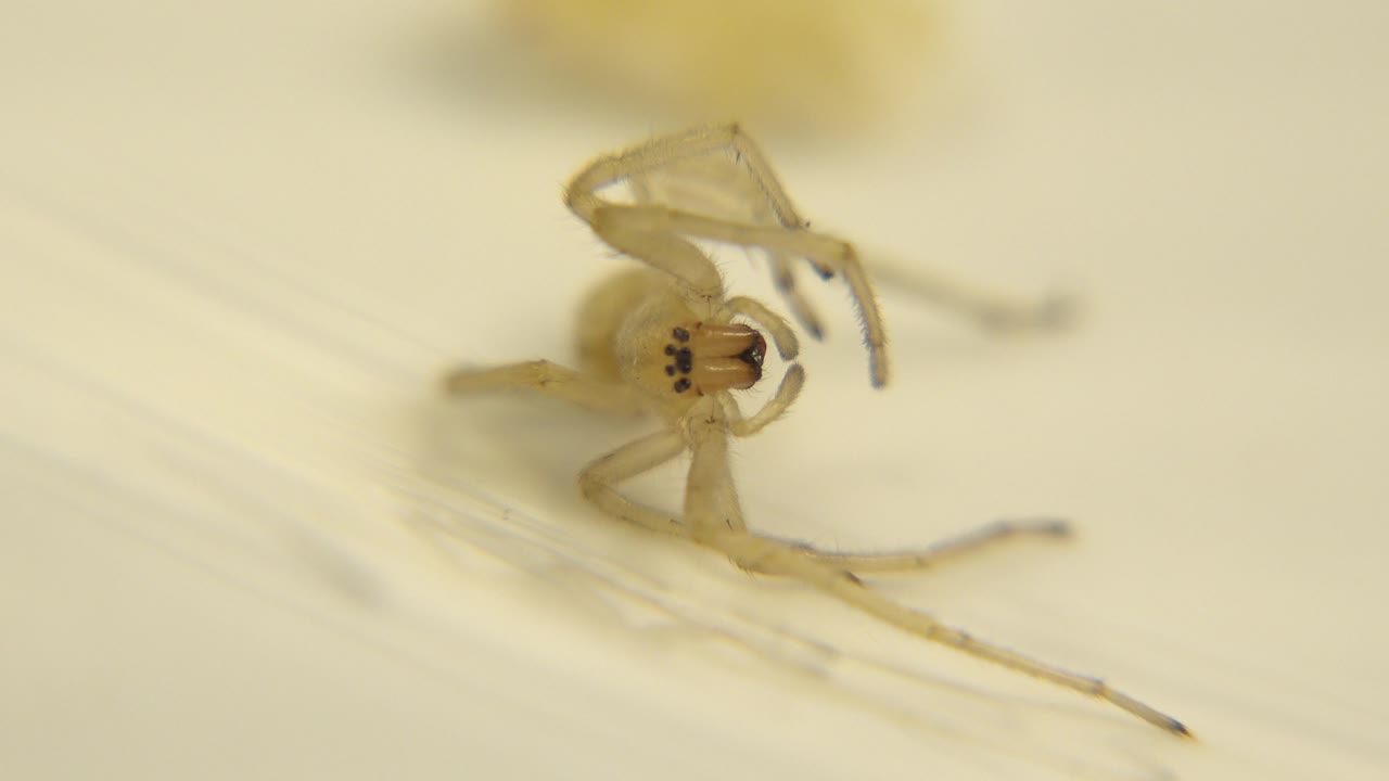 The close macro view shows the pale spider slightly lower in frame, with long legs crossing the foreground and no visible people.
