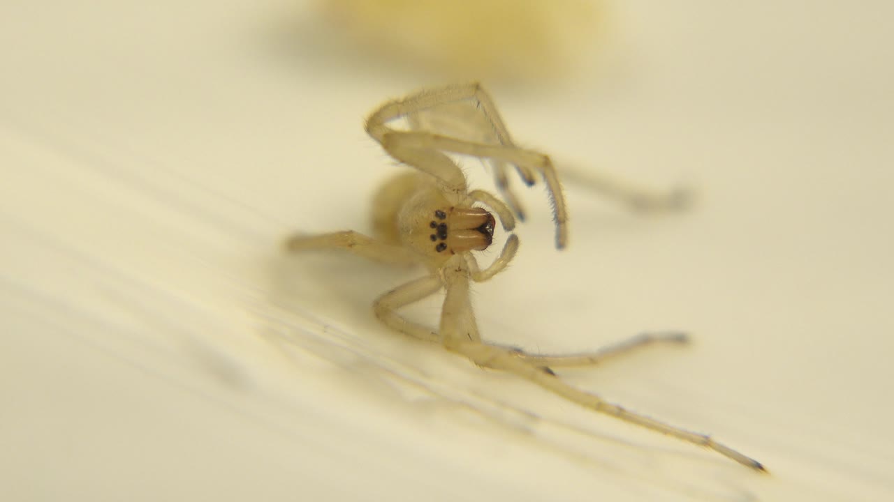 Close macro view of the pale spider still on its side, with its front legs curled near the body and no visible people.