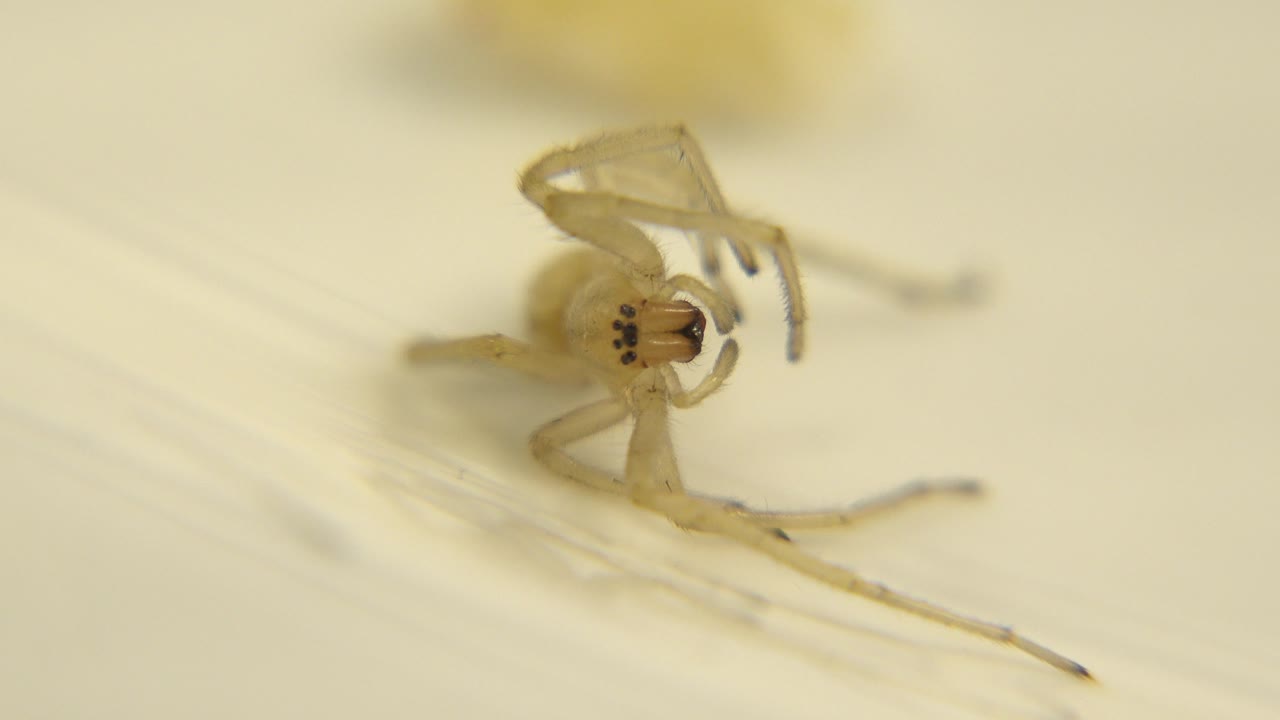 At the opening moment, a pale lifeless insect or spider-like body rests near the upper center of a cream-colored surface, with no visible people.