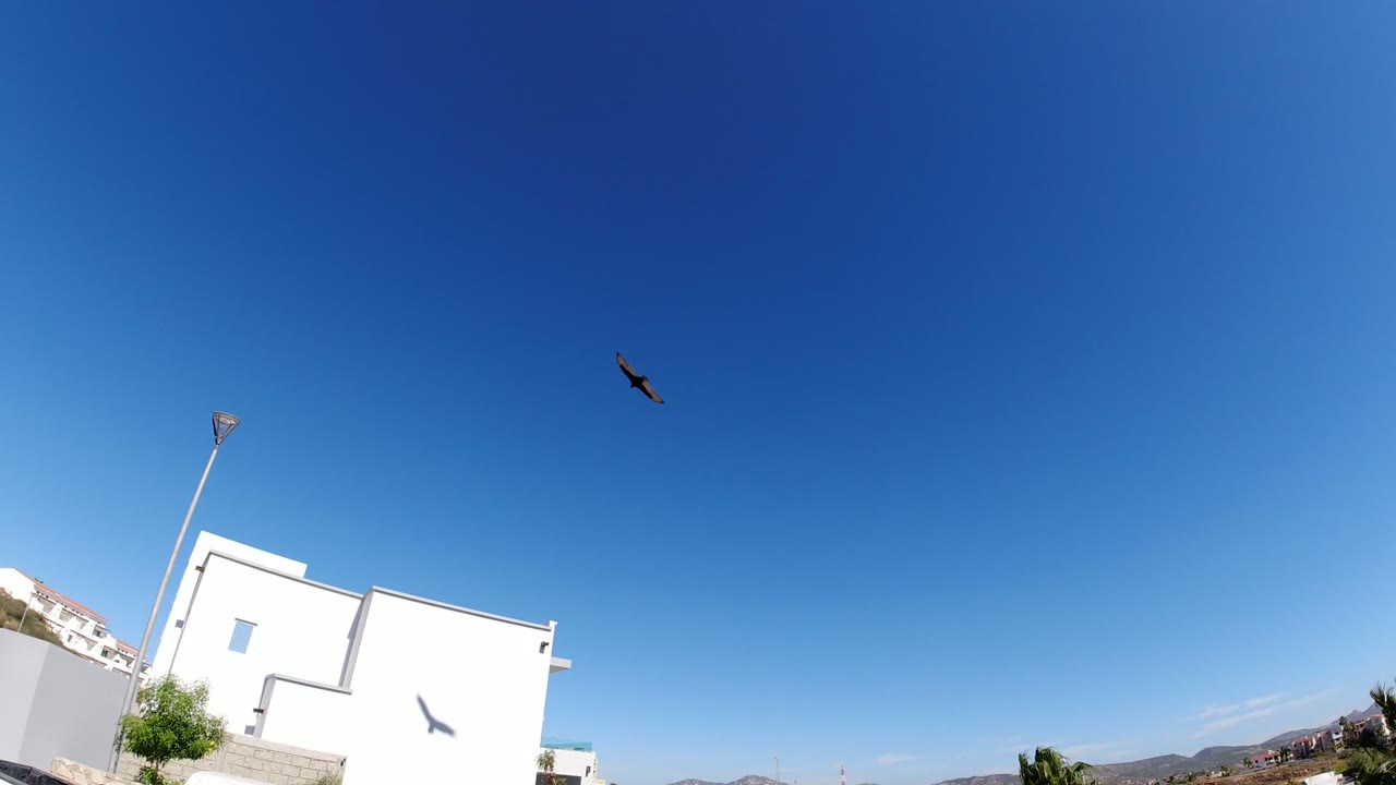 A bird glides across the open sky near a tall light pole, with white buildings, a stone wall, palm trees, hills, distant water, and parked white vehicles in San Jose del Cabo, with no visible people.