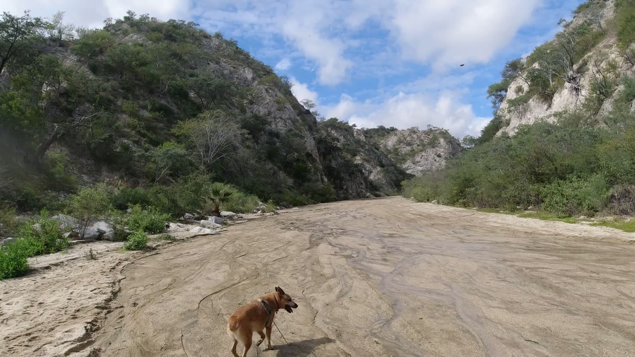 Tan dog on a sandy path below rocky green hills
