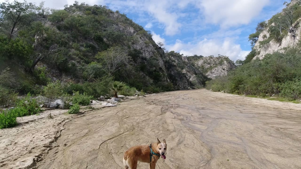 The tan dog appears closer near the bottom center of the San Jose del Cabo frame, with a sandy wash leading back toward green brush and rocky hills, and no visible people.