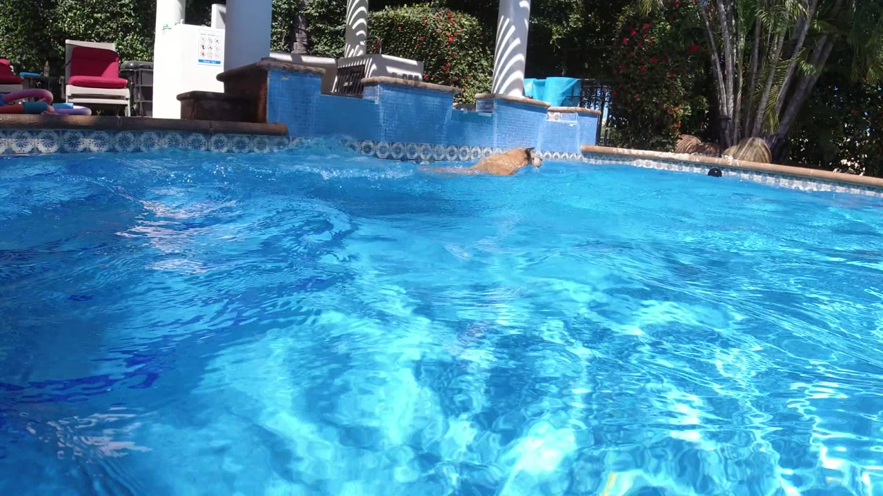 A low above-water view of the San Jose del Cabo pool shows a white splash near the far tiled wall, bright blue water, lounge chairs, columns, and garden greenery with no visible people.