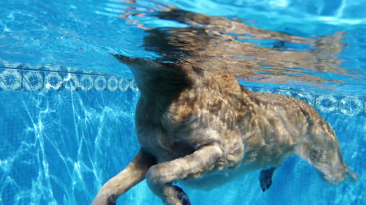 A tan dog swims underwater beside blue pool tile in San Jose del Cabo, Mexico, with sunlight ripples on the water and no visible people.