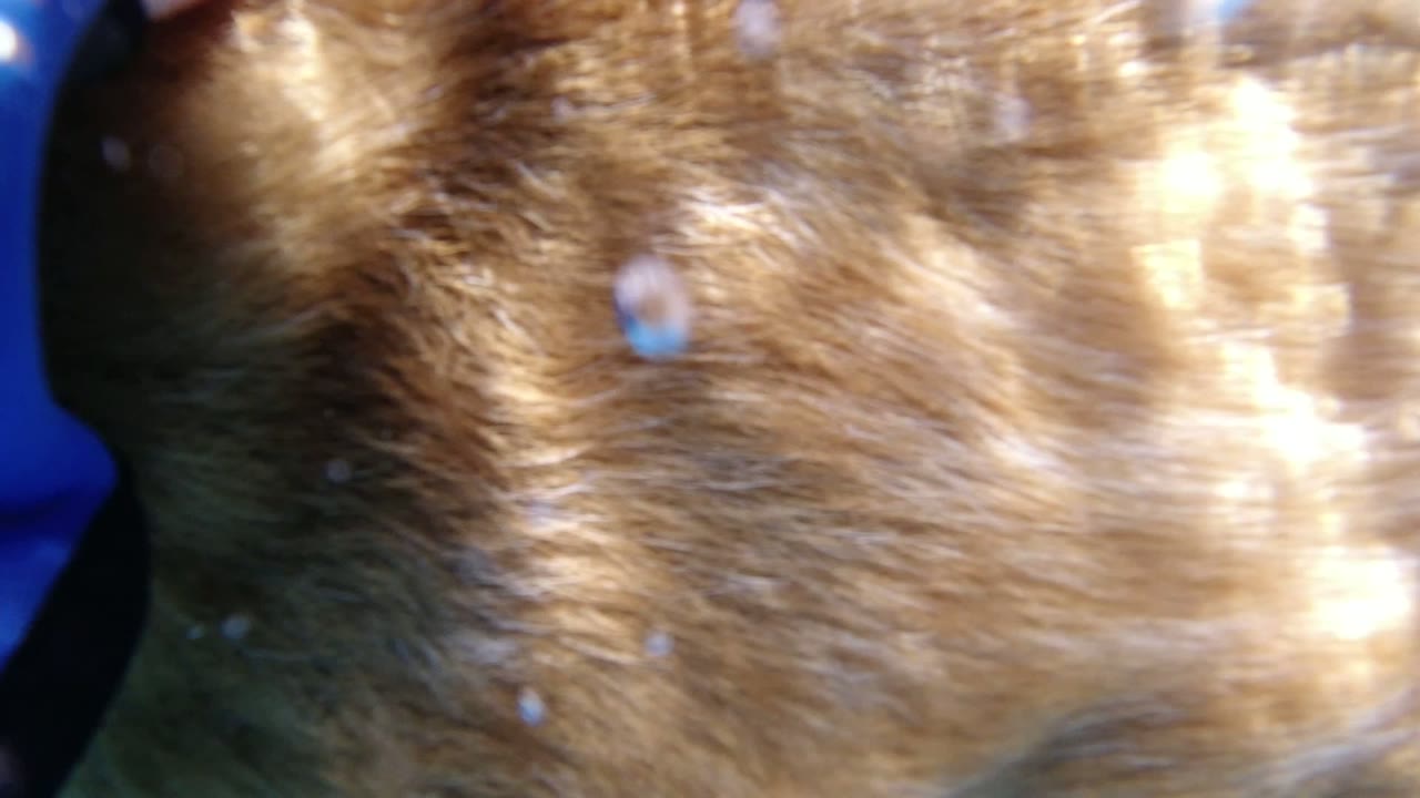 Close underwater view of dog fur passing the lens.