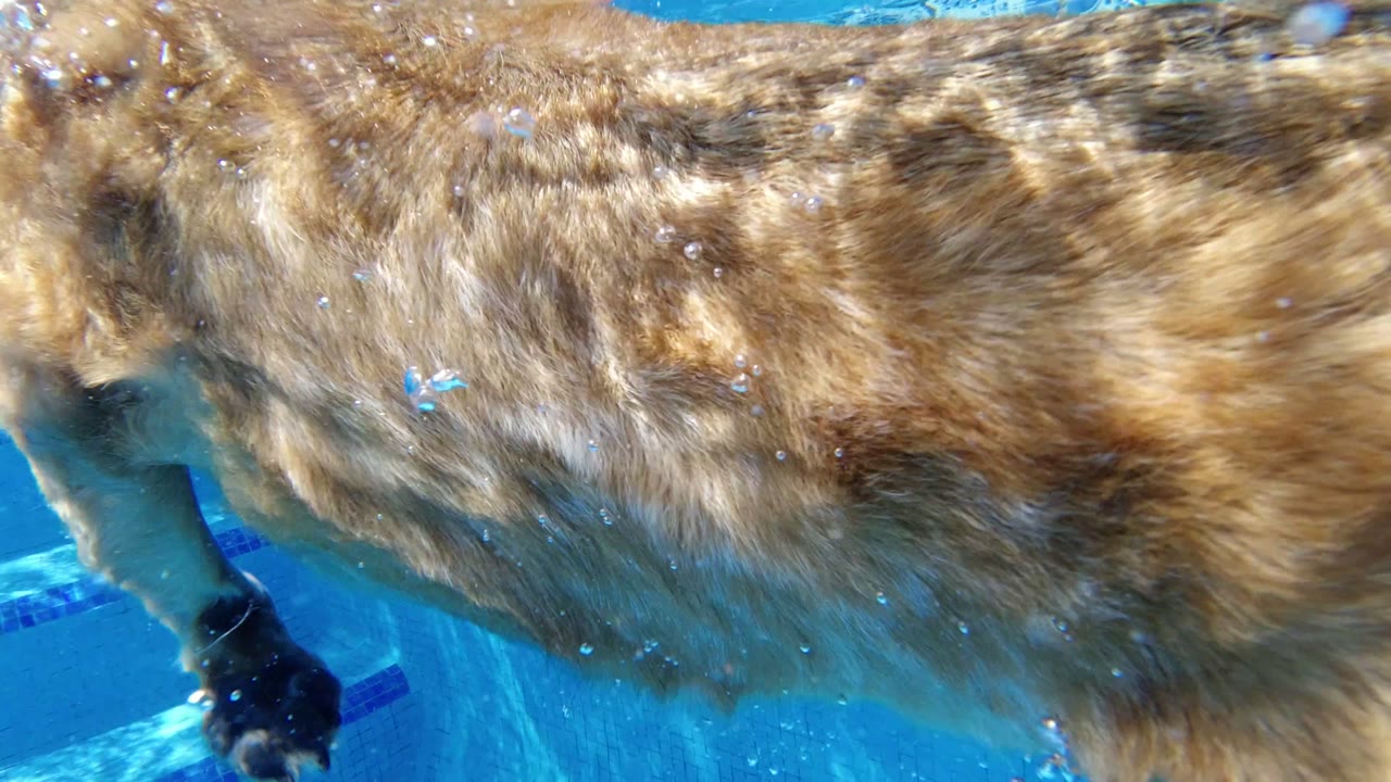 A close side view shows the dog swimming underwater across the blue pool in San Jose del Cabo, Mexico, with a paw and pool step visible and no visible people.