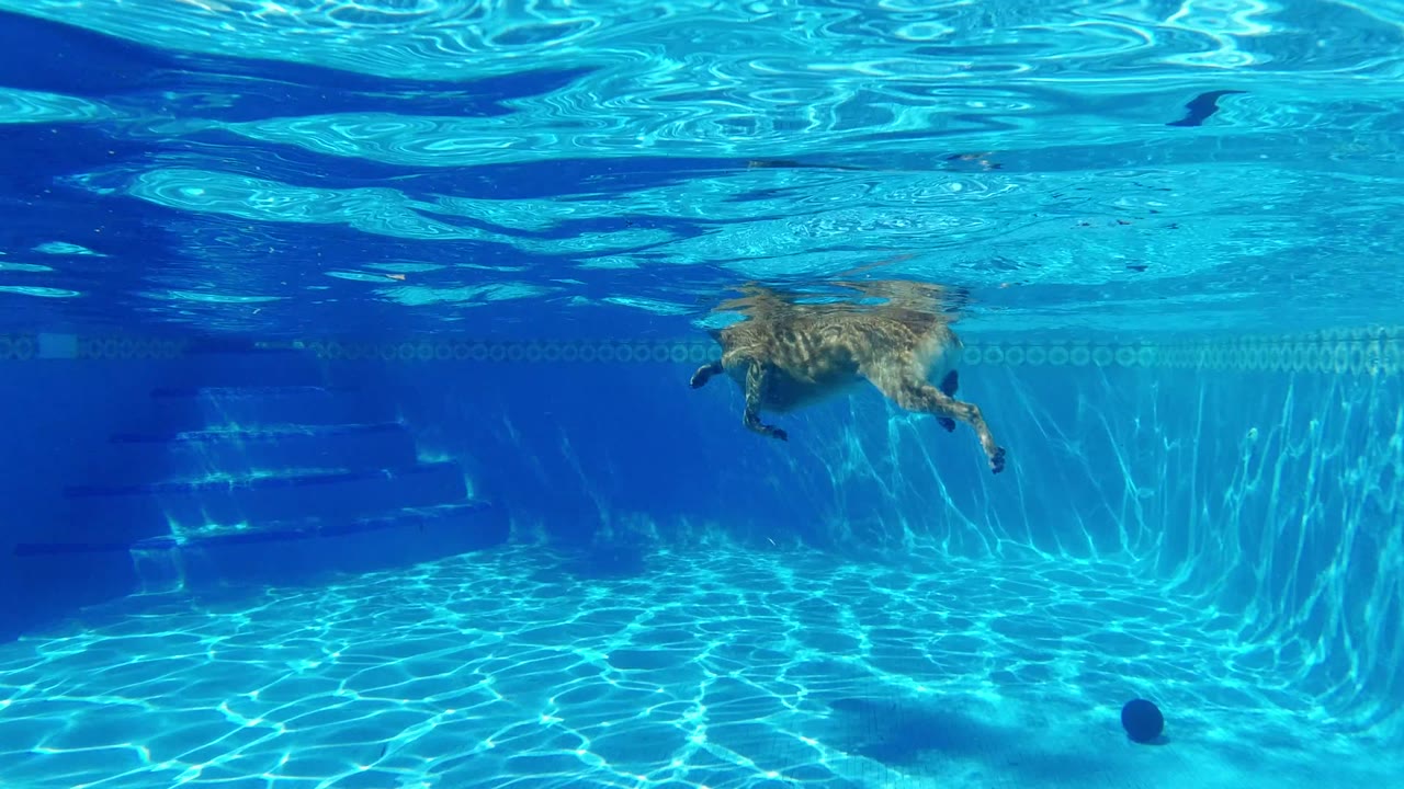 Underwater view in San Jose del Cabo shows a dog paddling near the pool surface, a dark ball lower in the frame, bright blue water, pool steps, and no visible people.