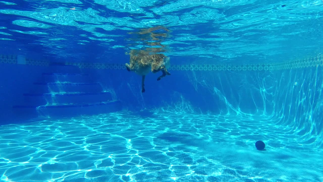 Underwater San Jose del Cabo pool frame with the dog near the top center, the dark ball over the lit pool floor, wall tile in back, and no visible people.