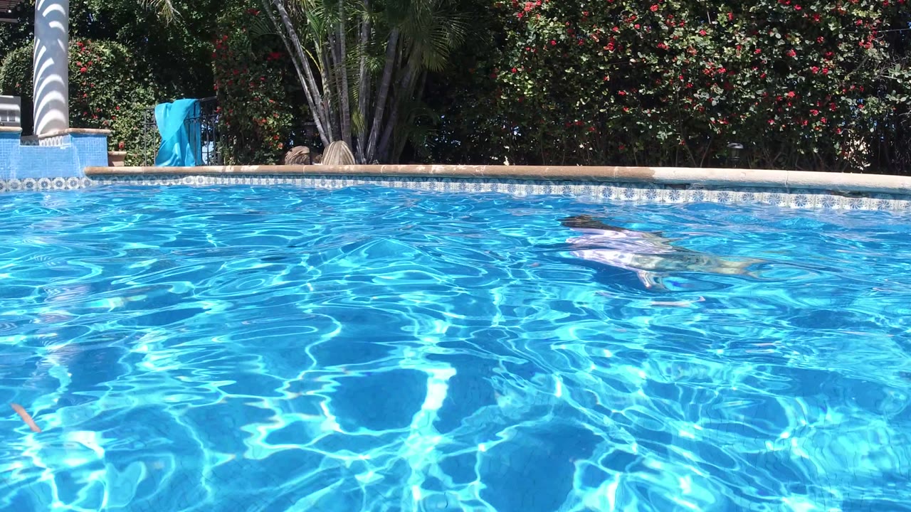 Sunlit blue pool in San Jose Del Cabo, Mexico, with the swimmer faintly visible under the rippled surface and the tiled edge and garden plants in the background.