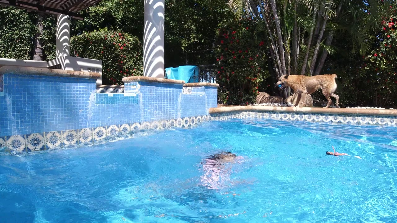 A child is partly underwater in the San Jose Del Cabo pool while a tan dog walks along the far pool edge near blue tile, palms, and red flowering shrubs.