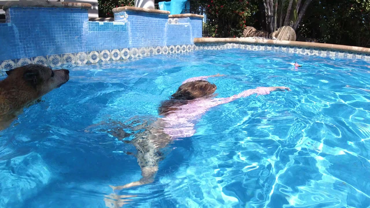 At the start of the San Jose del Cabo clip, a young girl swims away from camera in a bright blue pool while a tan dog appears at the left edge.