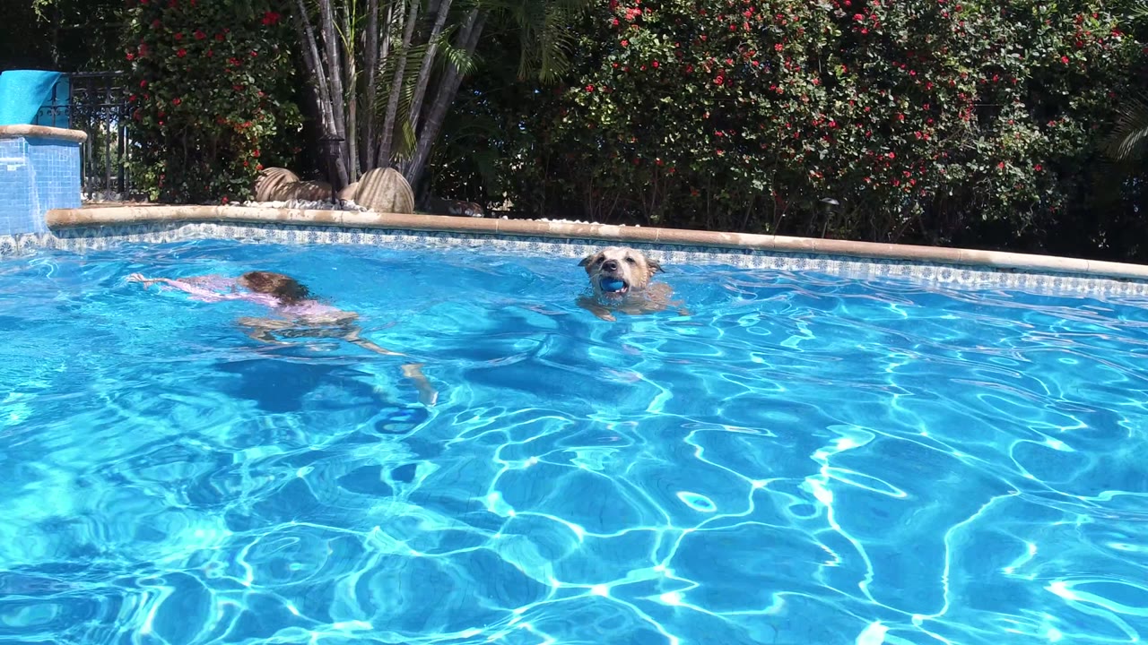 Dog and child swimming in a bright blue pool.